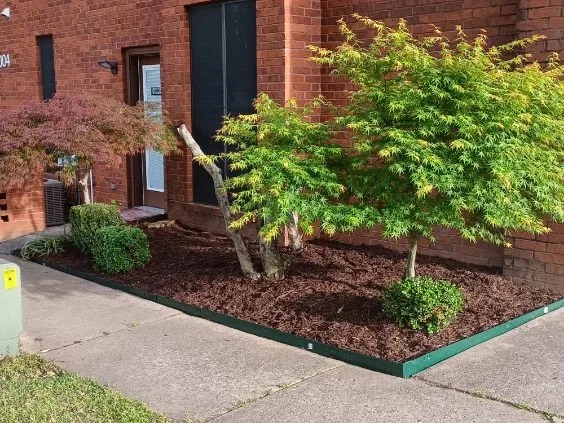 Commercial property planting with Japanese maples and mulch